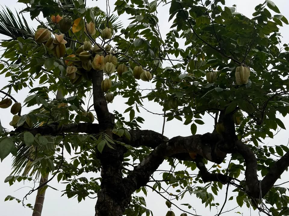 Đất Nền Xuân Mai (Chương Mỹ) 80m² - Sổ Hồng Sẵn Sàng - Giá Từ 1.6 Tỷ