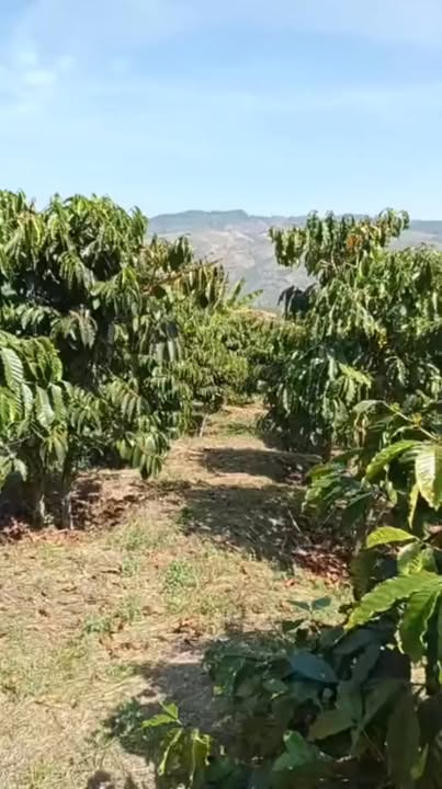 Bán Gấp 1.3ha Đất Vườn Đan Phượng, Lâm Hà - Tiềm Năng Sinh Lời Cao