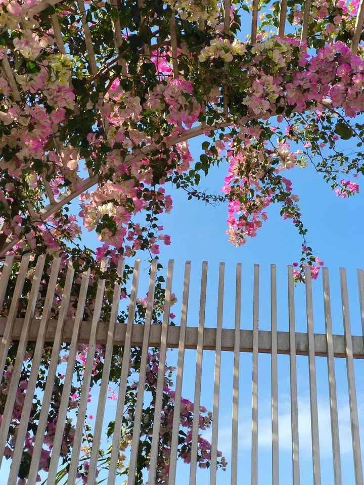 Đất nền Tân Thành, Đức Trọng 600m² - Tiềm năng tăng giá, mặt tiền Tỉnh lộ!