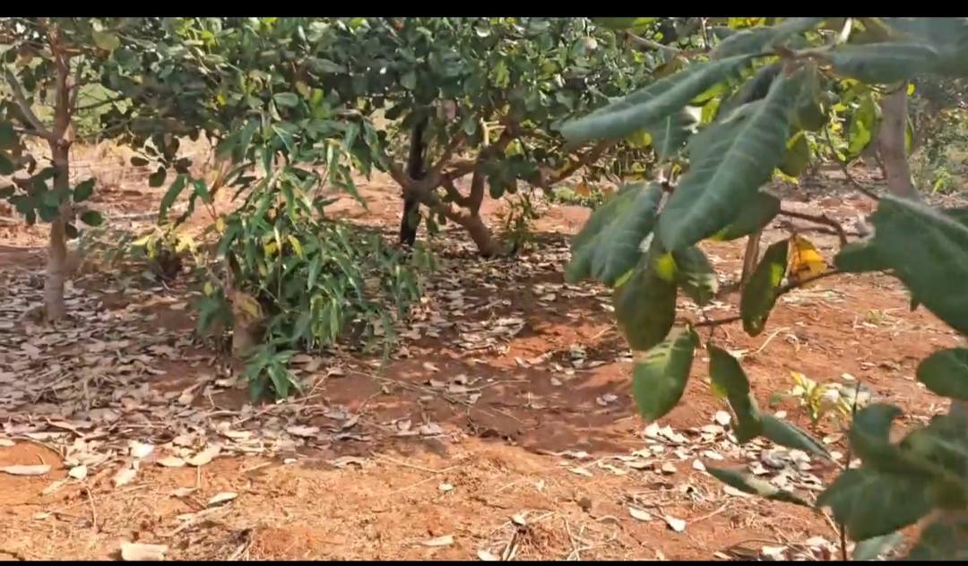 Farm 1.1ha tại Bù Đốp, Bình Phước - Đất đỏ bazan, lý tưởng trồng Sầu Riêng/Cafe