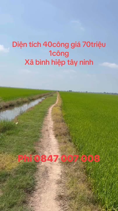Đất nền Xã Thạnh Trị, Kiến Tường 40.000m² - Tiềm năng tăng giá!