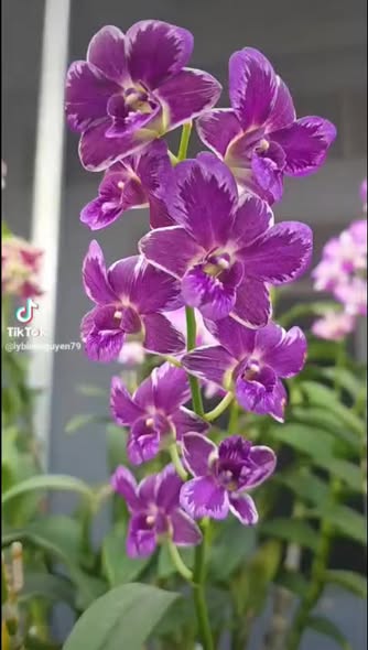 Đất nền Trường Lưu Q9 51m² giá 3.25 tỷ - Sổ hồng chính chủ