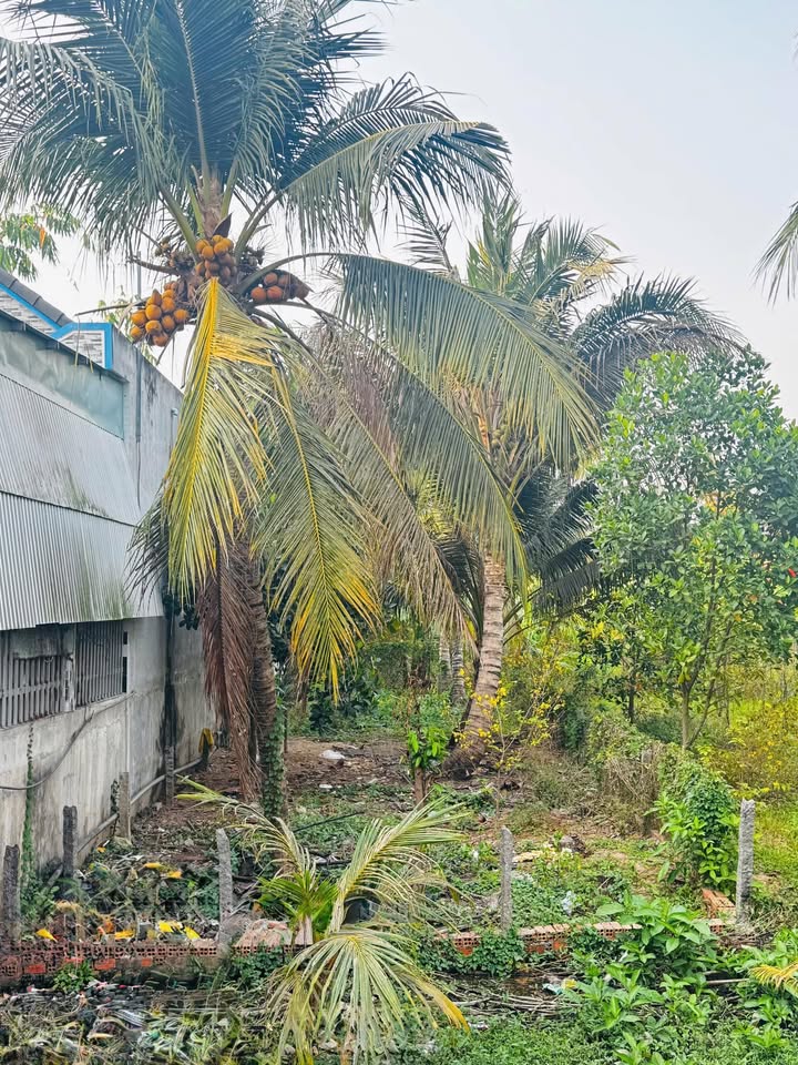 Đất Nền Mặt Tiền Long An, Tân Châu 150m² - Sổ Thổ Cư, Giá Tốt