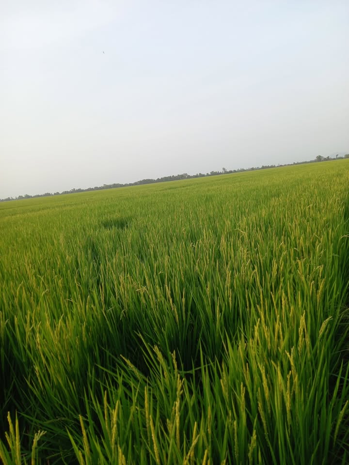 Bán Đất Ruộng Mặt Tiền Kênh 13000m² Hòn Đất, Kiên Giang - Giá Thỏa Thuận