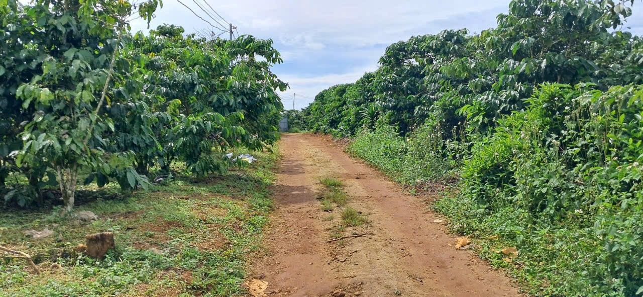 Đất nền Bảo Lộc 1440m² - Sổ đỏ chính chủ, tiềm năng tăng giá!