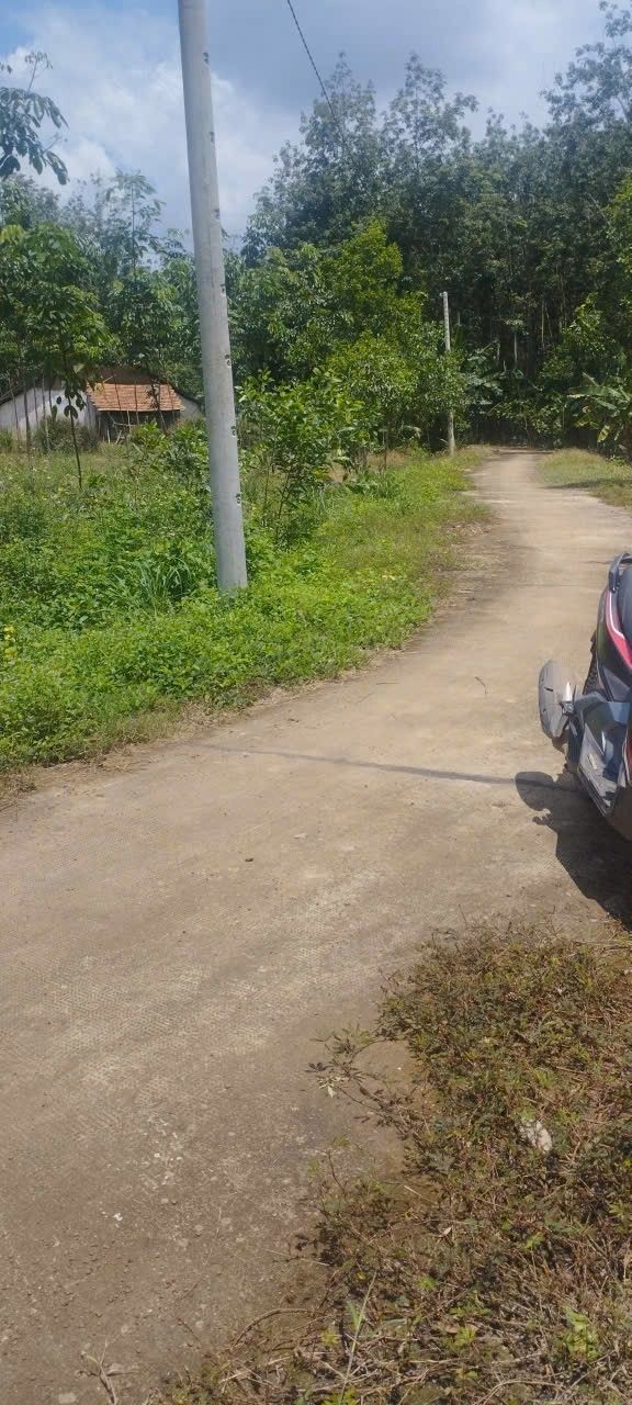 Đất nền Đồng Phú, Bình Phước 1000m² - Tiềm năng tăng giá hấp dẫn!