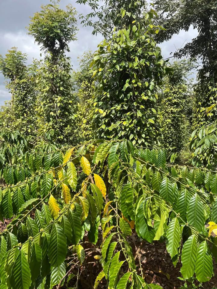 Đất vườn Đak Nông 10.000m² - Sinh thái xanh, đầu tư tiềm năng!