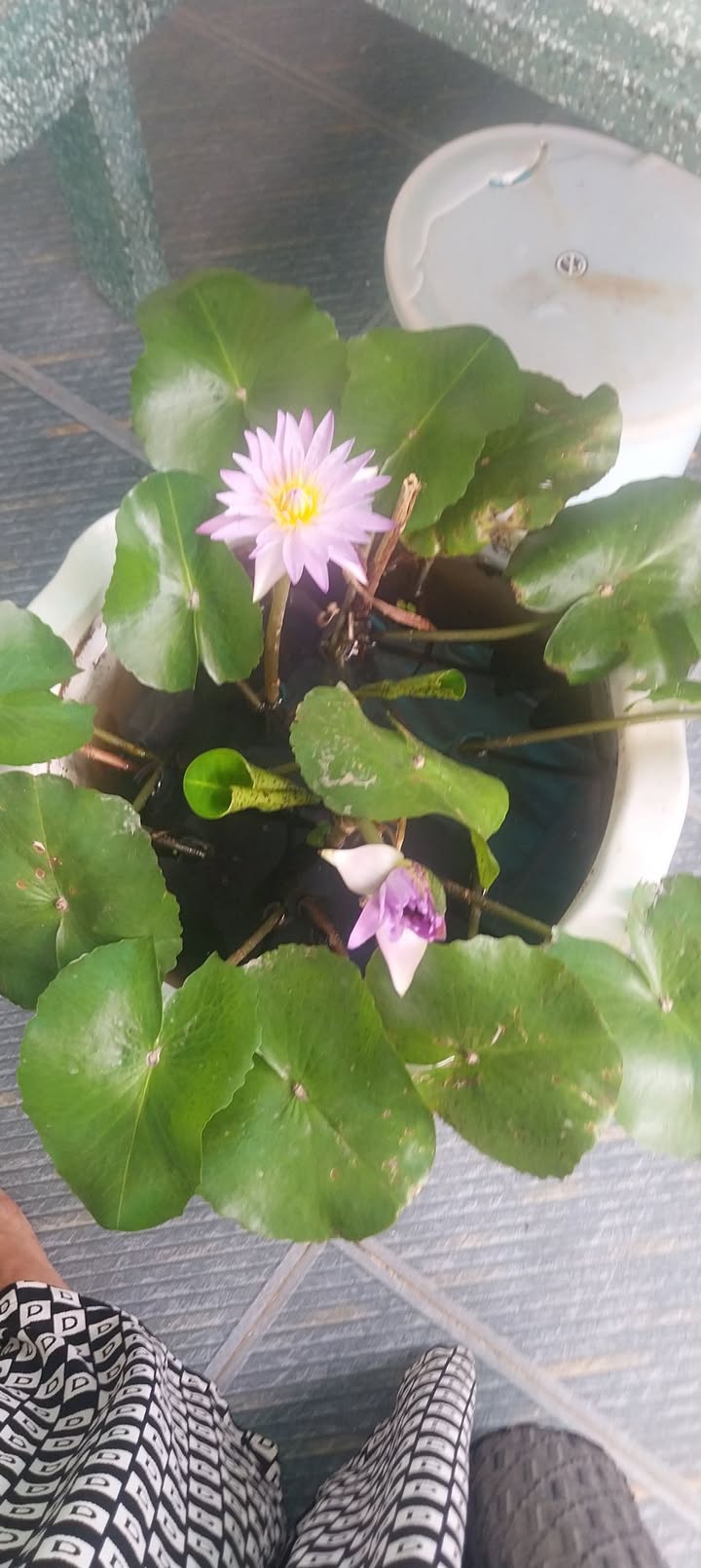 Bán Đất Vườn 3 Sào Phường Đồng Tiến, Bình Phước - Giá Tốt