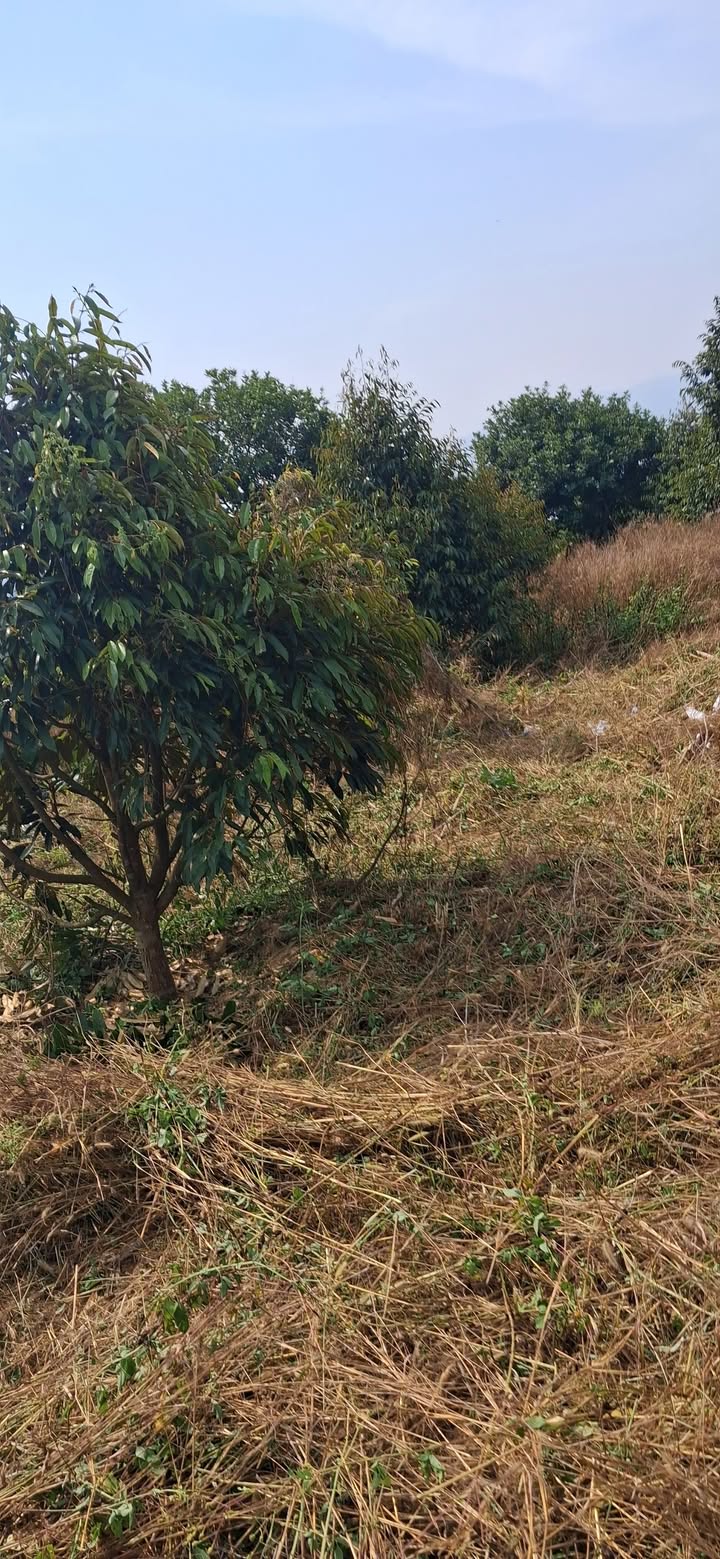 Bán Gấp 2ha Đất Vườn Sầu Riêng Đơn Dương - Giá Đầu Tư 2.5 Tỷ