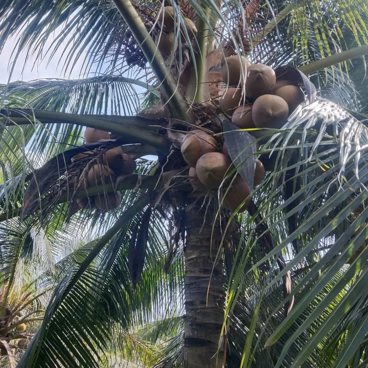 Đất Vườn Bến Tre 986m² Giá 430 Triệu - Cơ Hội Đầu Tư Hấp Dẫn