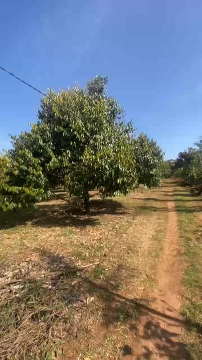 Farm Sầu Riêng 6.6 Sào Đắk Lắk - Kinh Doanh Ổn Định, Giá Tốt