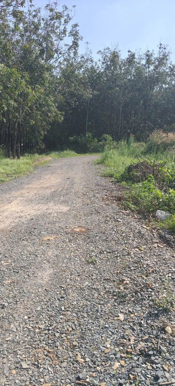 Đất nền Thạnh Đông, Tây Ninh 5300m² - Mặt tiền 30m, Đường to ô tô!