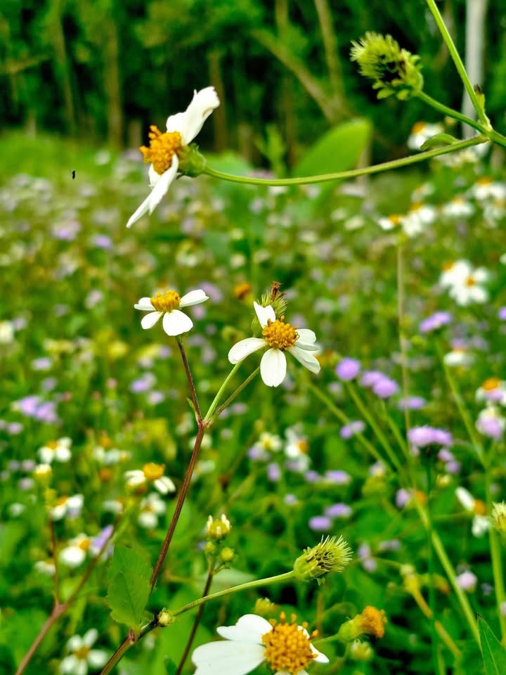 Thuê nhà Phường 10 Mỹ Tho 2PN giá 4 triệu - Sẵn sàng ở ngay!