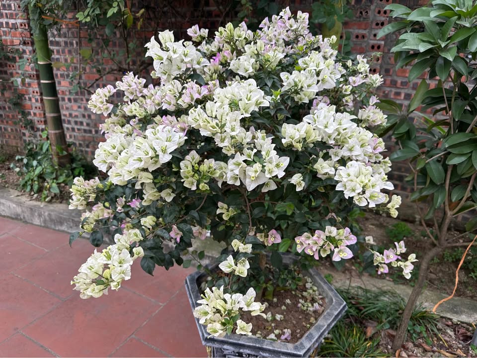 Đất nền Phường Đồng Tâm, Yên Bái 105m² - Sổ đỏ chính chủ!