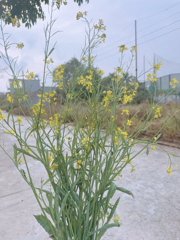 Nhà 40m² hướng Bắc tại KCN Bảo Minh, Nam Định - Giá chỉ 8xx triệu