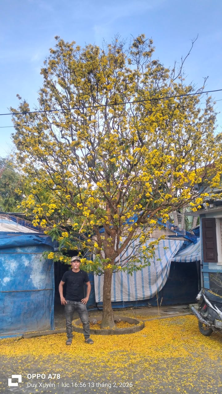 Đất nền An Thành 195m² Duy Xuyên - Sổ đỏ chính chủ, đường ô tô!