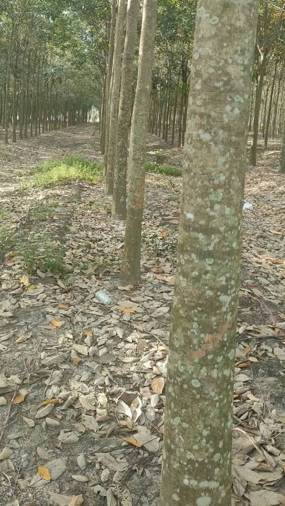 Bán 3.2ha Cao Su Tân Lập - Tân Biên - 7.04 Tỷ - Đầu Tư Sinh Lời