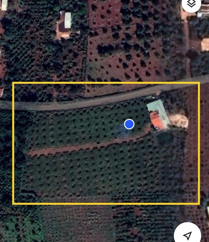 Đất Vườn 1.3ha Sầu Riêng Thu Hoạch - Trung Tâm Xã Alba, Chư Sê