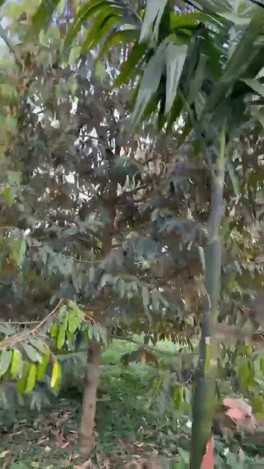 Đất rẫy ĐLiê Ya Krông Năng 8,600m² 5.2 tỷ - Đầu tư dài hạn!