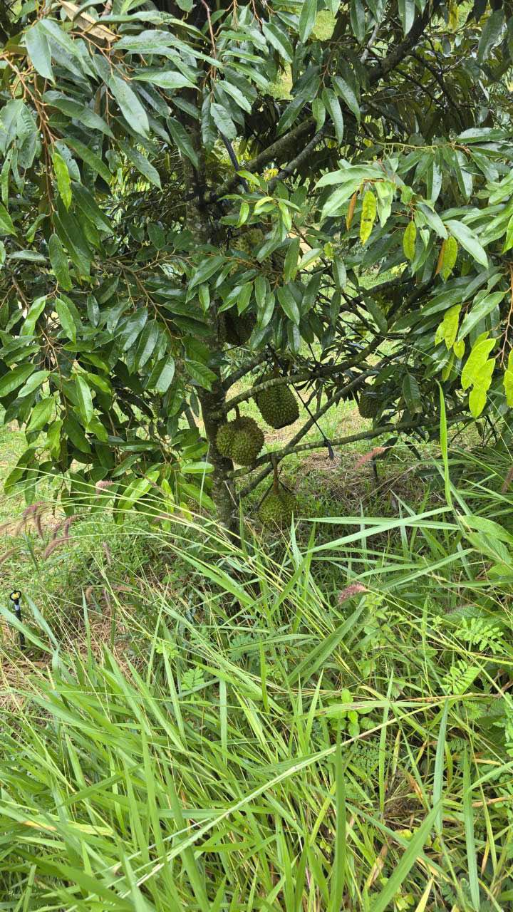 Bán Đất Farm Sầu Riêng Đà Loan 2ha Giá 4 Tỷ - Nghỉ Dưỡng Lý Tưởng