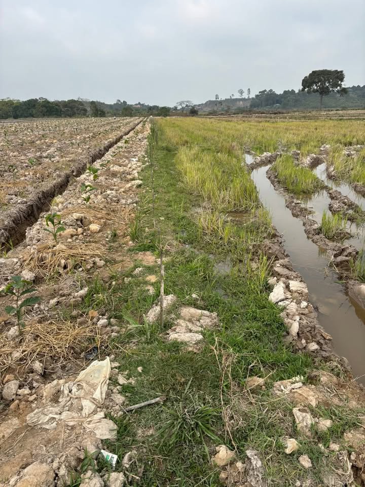 Đất ruộng Tân Văn, Lâm Hà 1200m² - Sổ đỏ chính chủ, giá tốt!