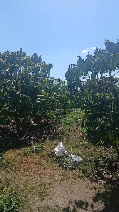 Đất nền Phước Hội, La Gi 1ha - Tiềm năng tăng giá vượt trội!