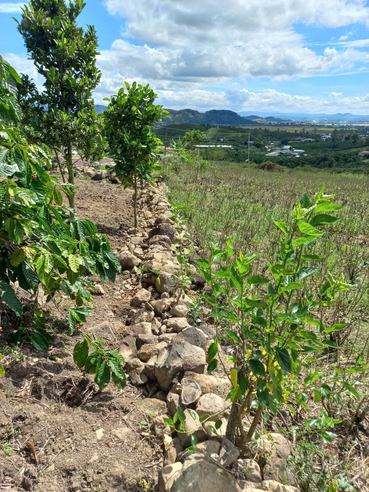 Đất Nền Tân Văn Lâm Hà 1ha - Sổ hồng chính chủ