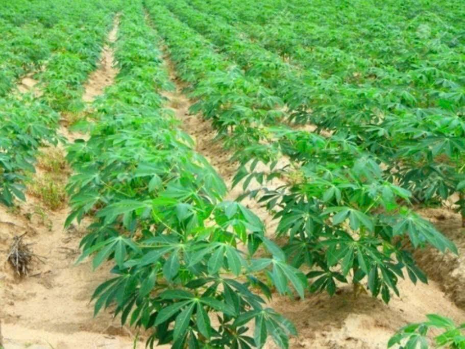 Bán Gấp 25.737m² Đất NN Ninh Sơn - Sẵn Sàng Làm Farm/Nghỉ Dưỡng