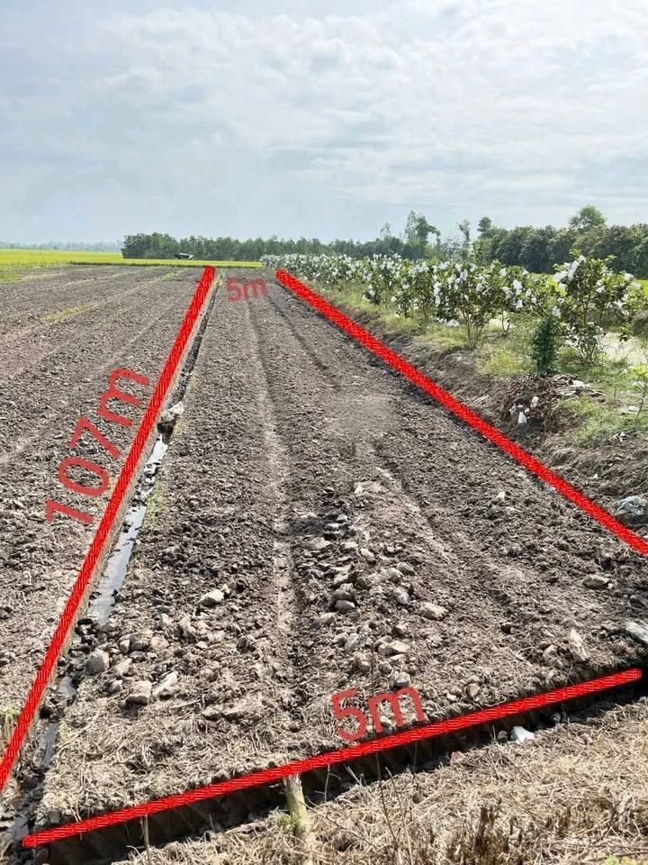 Bán nền thổ cư & đất lúa 534m² tại Chợ Mới, An Giang - Giá 580 triệu