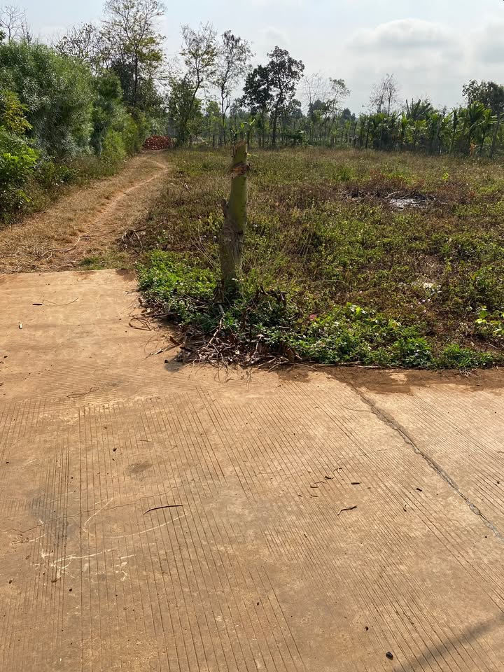 Đất Nền Krông Pắc 260m² Sổ Hồng Sẵn Sàng - Gần Chợ Krongbuk