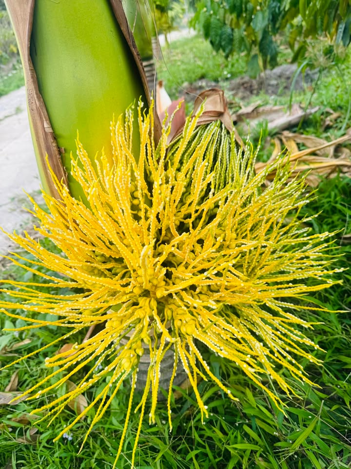 Đất nền Đạ M'ri, Lâm Đồng 180m² - Tiềm năng tăng giá vượt trội!