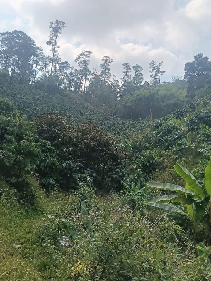 Bán Gấp 3ha Đất Vườn Liêng Srônh, Đam Rông - Sổ Giấy Tay, Giá Đầu Tư 500 Triệu