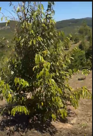 Đất Vườn Tà Hine, Đức Trọng - 1.2 Ha Trồng Cà Phê, Sầu Riêng - 1.3 Tỷ