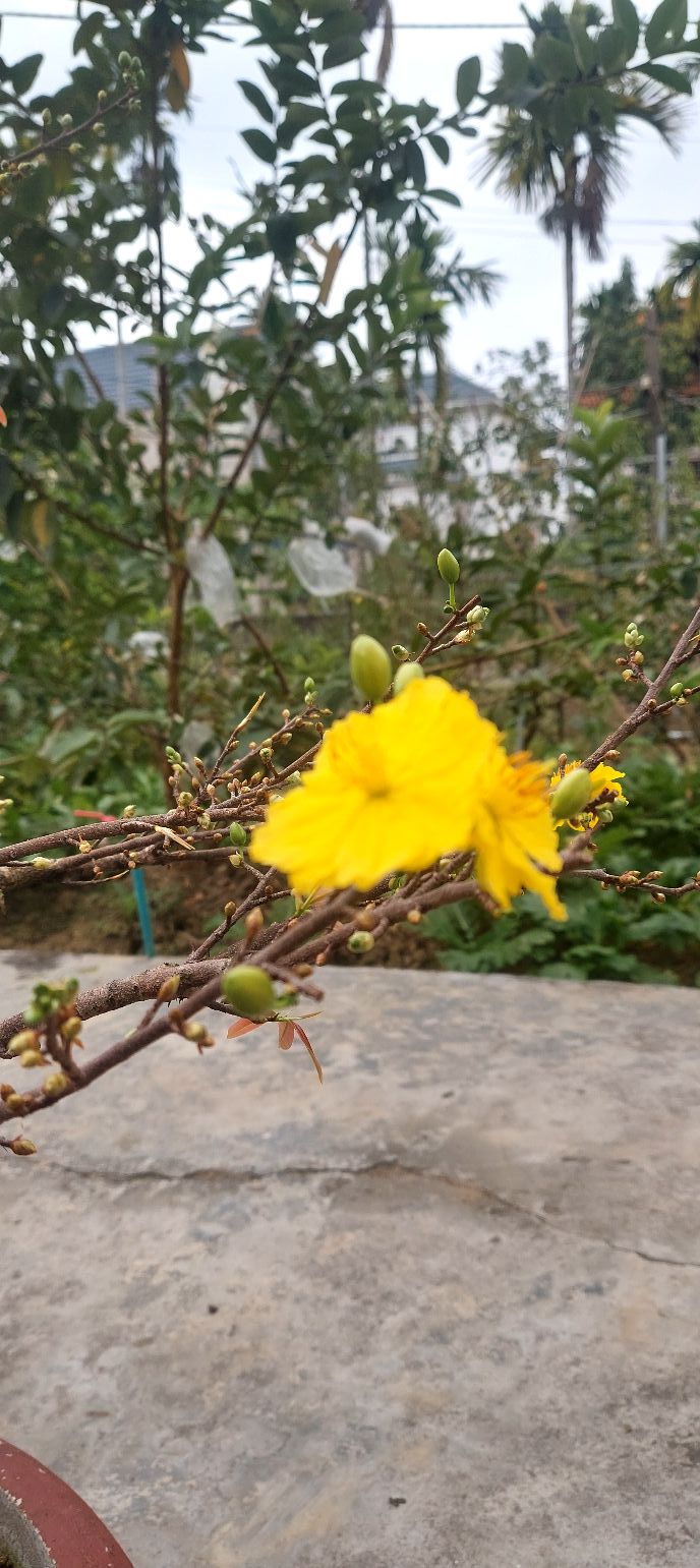 Đất nền An Hải, An Dương 200m² - Sổ đỏ chính chủ, giá đầu tư