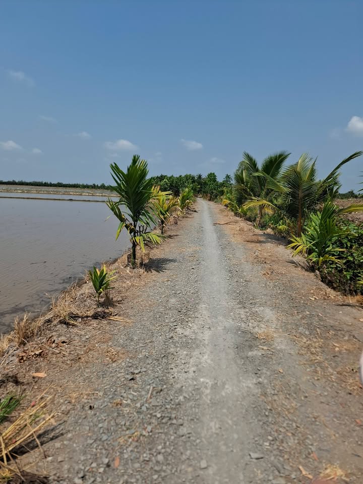 Đất Vườn 16.000m² Đồng Tháp - Sẵn Sàng Làm Trang Trại Sinh Thái