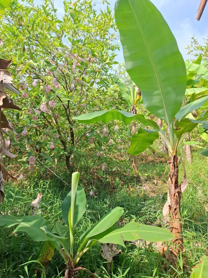 Đất vườn mận Hòa An Cao Lãnh 1300m² - Nghỉ dưỡng lý tưởng!