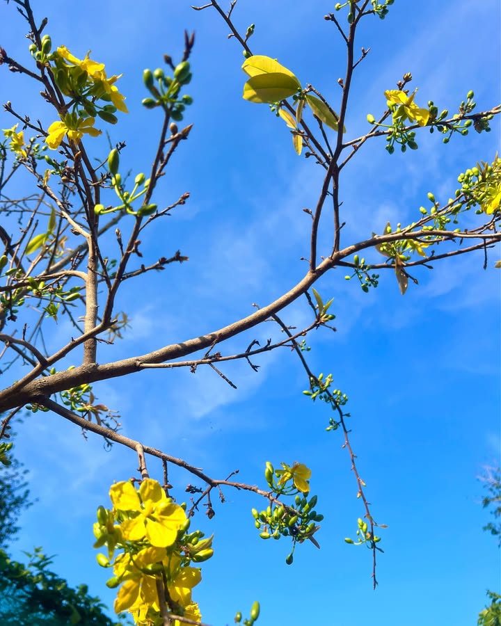 Đất Vườn Buôn Ma Thuột 1000m² Sổ Sẵn - Giá Đầu Tư 1.18 Tỷ