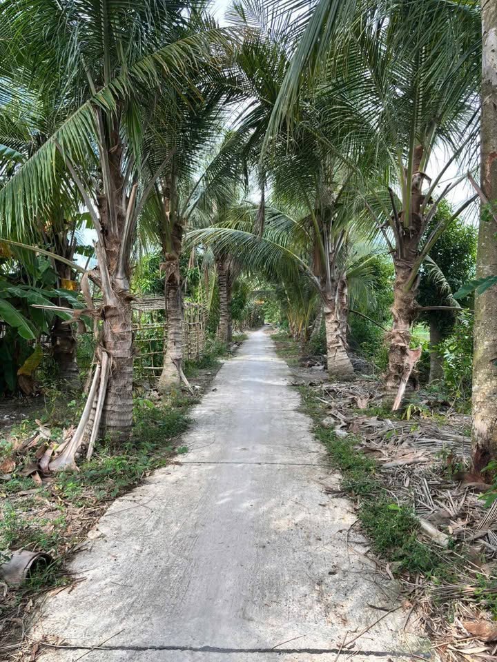 Đất Vườn + Lúa 6000m² Xã Hoả Tiến Vị Thanh – Đầu tư dài hạn!