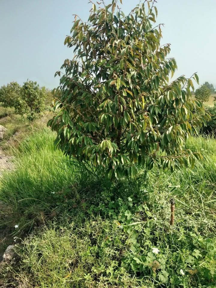 Đất Vườn Tân Hội Trung Đồng Tháp 8000m² giá 2 tỷ - Đầu tư dài hạn!