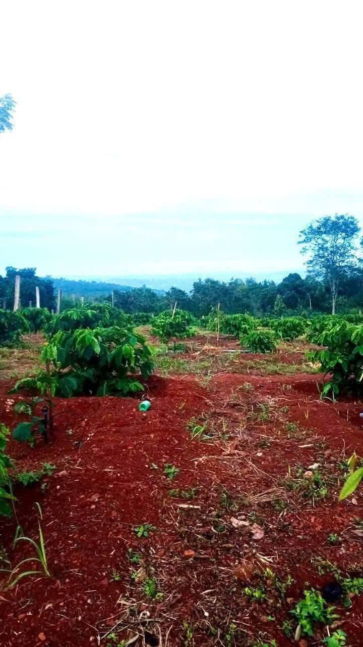 Đất Rẫy Ea H'leo 2.2ha - Sổ Đỏ Chính Chủ, Tiềm Năng Lớn!