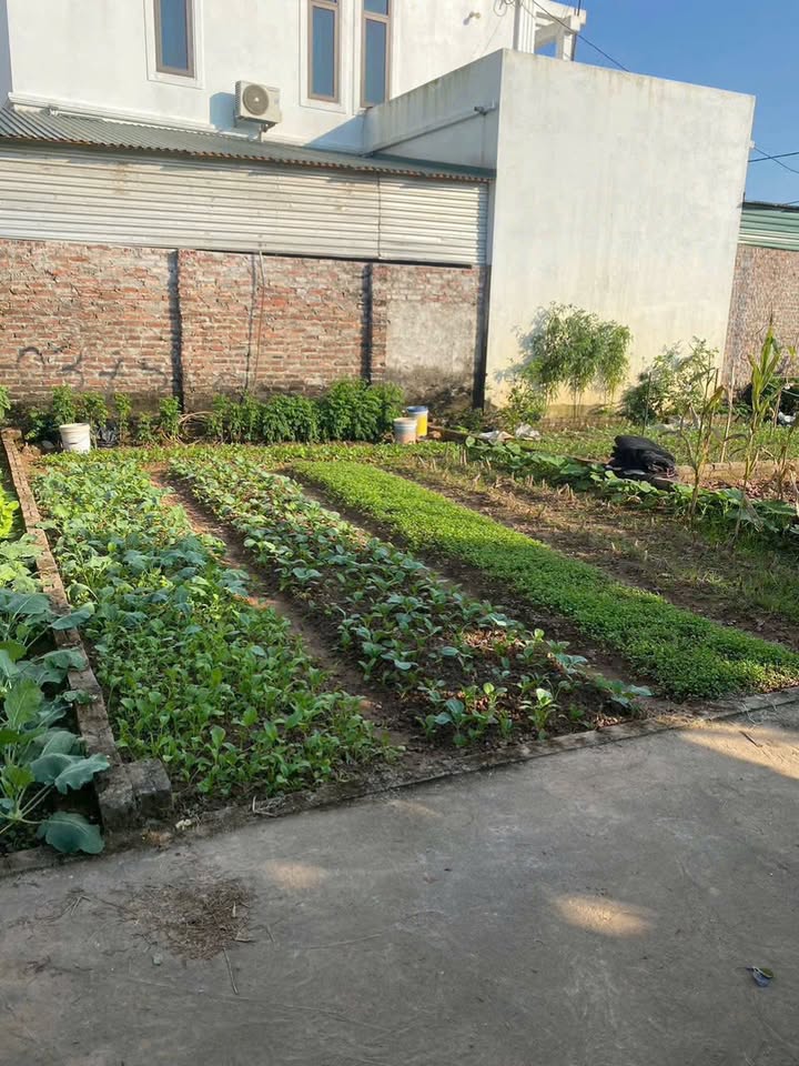 Đất thổ cư 42m² Xuân Đình, Phúc Thọ - Sổ đỏ chính chủ, chỉ hơn 1 tỷ