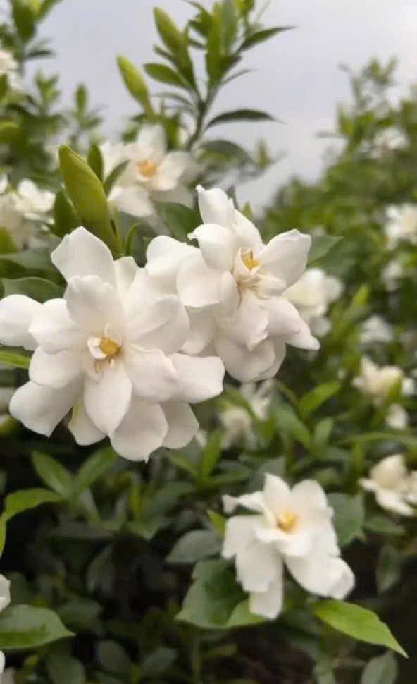 Bán 22ha Đất Yên Trung Thạch Thất 30.8 Tỷ - Đầu Tư Dài Hạn!