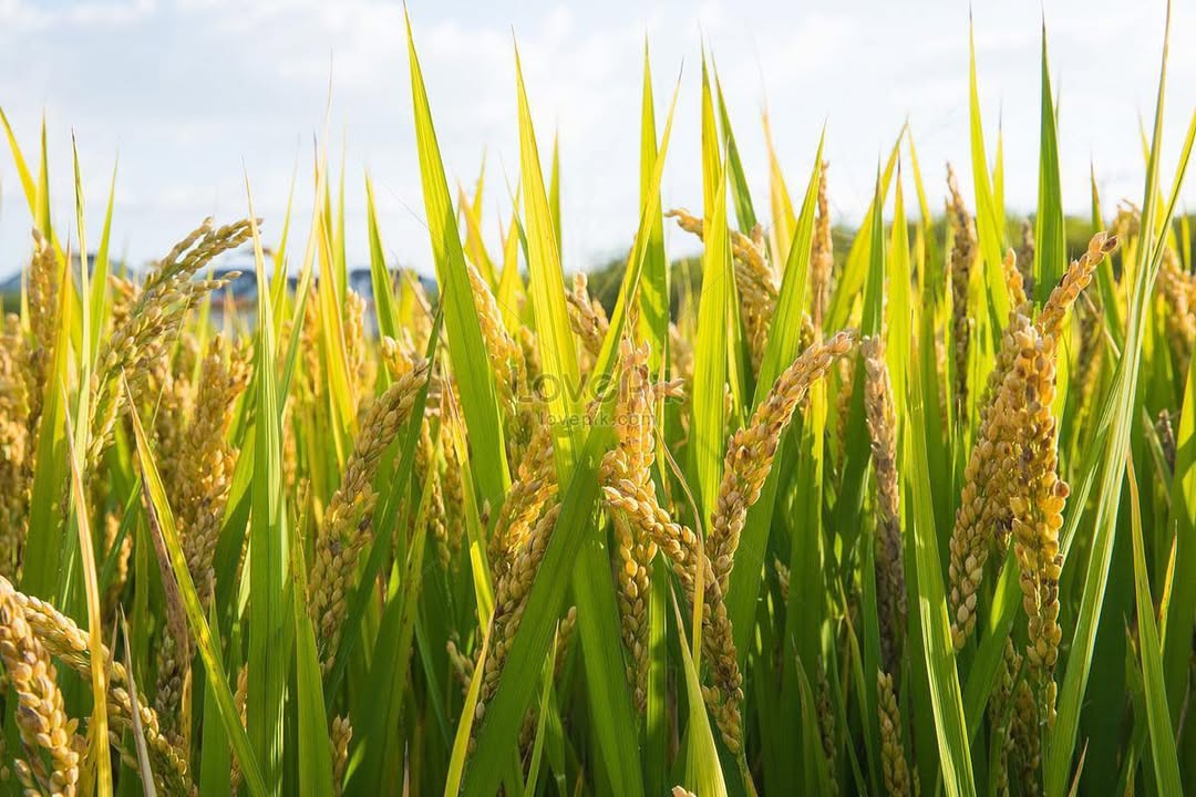 Đất Nền An Cơ, Tây Ninh 1300m² - Sổ Sẵn, Giá Chỉ 250 Triệu