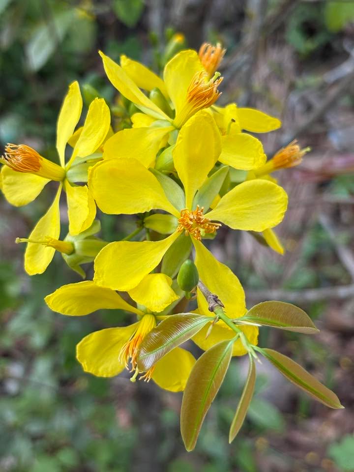 Đất Thổ Cư 43m² Phường Hoà Thuận, Cao Lãnh - Giá Tốt, Sổ Hồng Sẵn Sàng