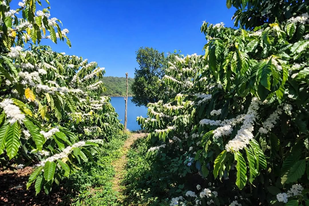 Rẫy 4ha Quảng Sơn, Đắk Nông 8 tỷ - Đầu tư sinh lời bền vững!