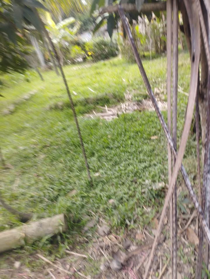 Đất nền Mỏ Cày Bắc 1000m² - Giá đầu tư tốt, tiềm năng sinh lời!