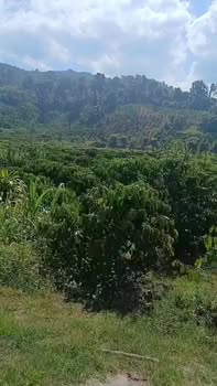 Bán Đất Nền Di Linh 1440m² Sổ Đỏ Sẵn Sàng - Giá Tốt 1 Tỷ