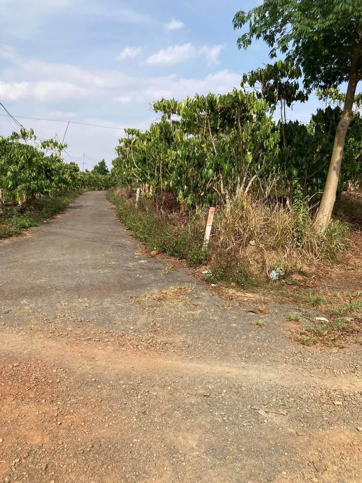 Đất Vườn 2 Hecta Lộc Ngãi Bảo Lâm - 3 Mặt Tiền Đường Nhựa, 800m Thổ Cư