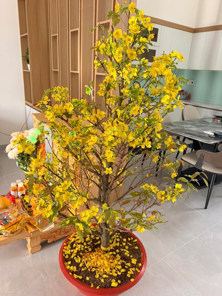 Đất Mặt Tiền Kinh Doanh Thừa Thiên Huế 186m² - Giá Tốt Đầu Năm