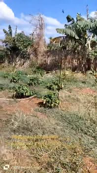 Đất vườn Krông A Na 5300m² giá 1.7 tỷ - Sổ đỏ chính chủ!